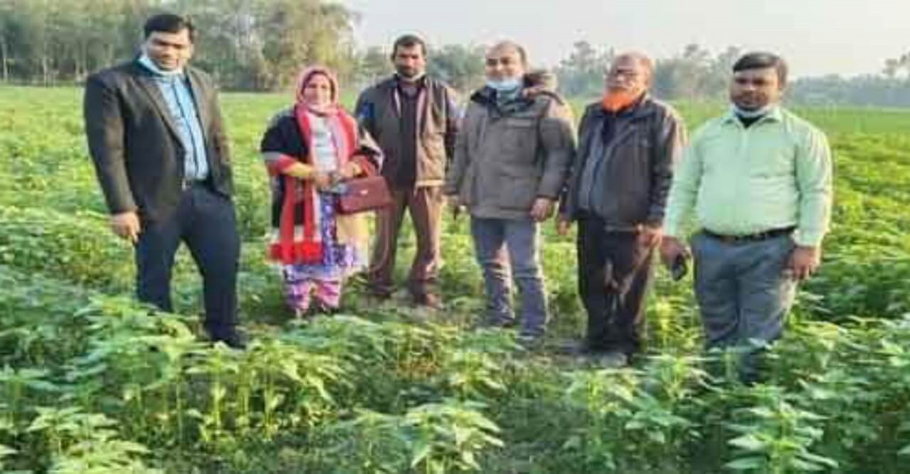 হাতীবান্ধায় আদা চাষে বাম্পার ফলনে স্বপ্ন দেখছে জাহিদুল