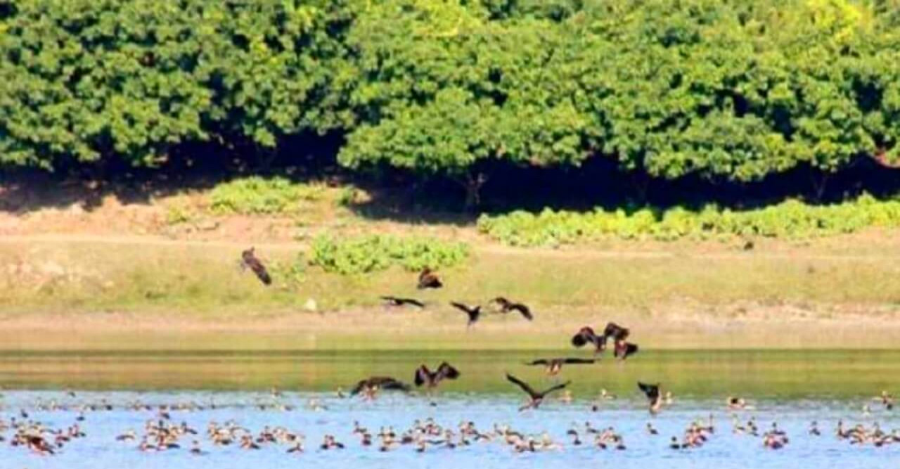 রামরাই দিঘিতে পাখিপ্রেমী পর্যটকদের ভীড়, ঝুঁকিতে অতিথি পাখিরা