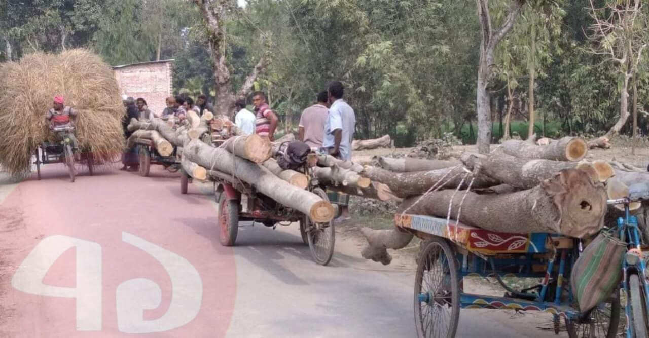 হাতীবান্ধায় অবৈধভাবে সরকারি গাছ কর্তনের মহাৎসব