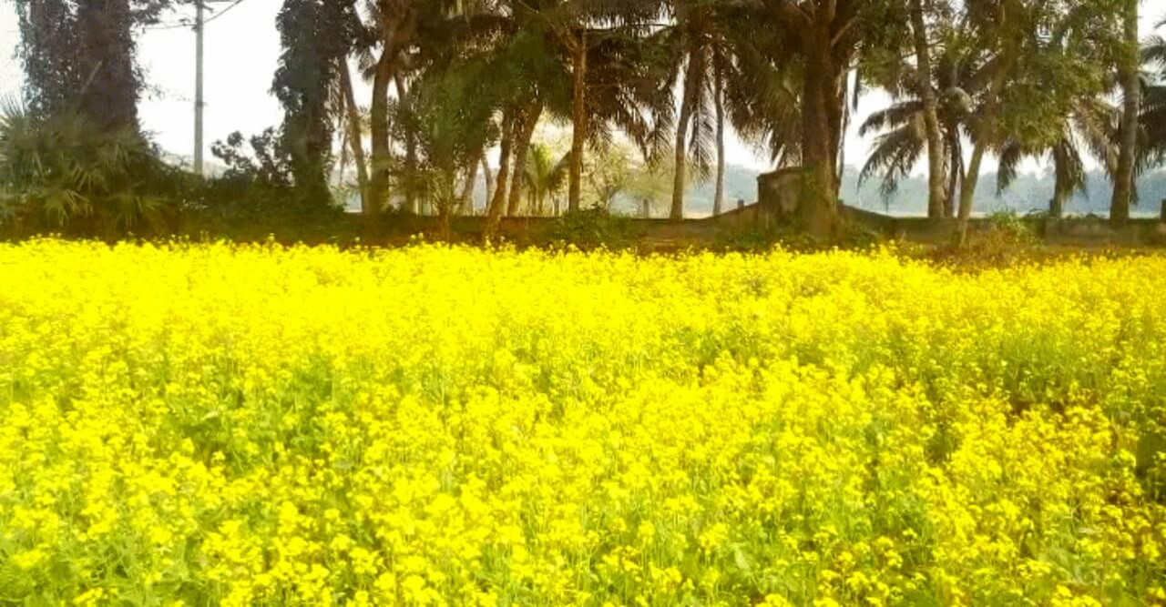বটিয়াঘাটায় সরিষা ফুলে দোল খাচ্ছে কৃষকের হসি
