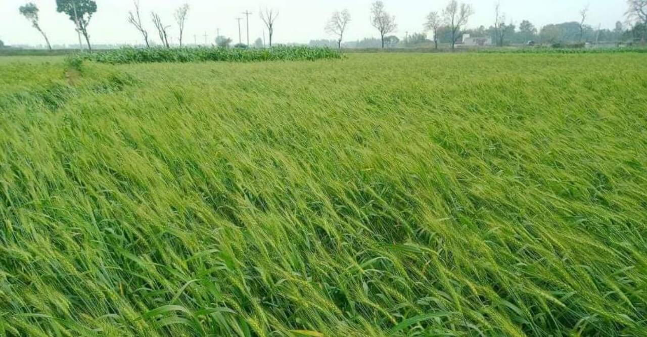 রাণীশংকৈলে সরকারি খাদ্যগুদামে ধান দিতে অনীহা কৃষকদের