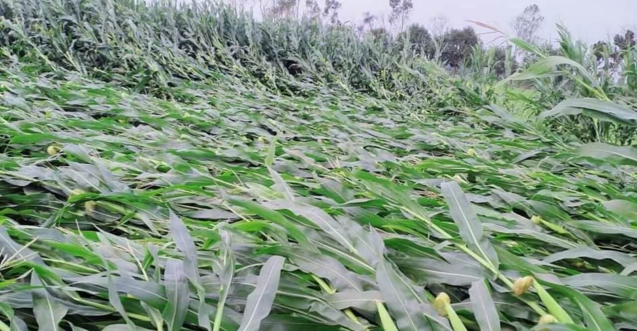 ঠাকুরগাঁওয়ে -বৃষ্টিতে ফসল ও বসতির ক্ষয়ক্ষতিতে কৃষকের মাথায় হাত