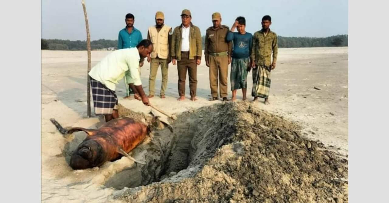 তাড়ুয়া সমুদ্র সৈকতে ভেসে এলো মৃত ডলফিন