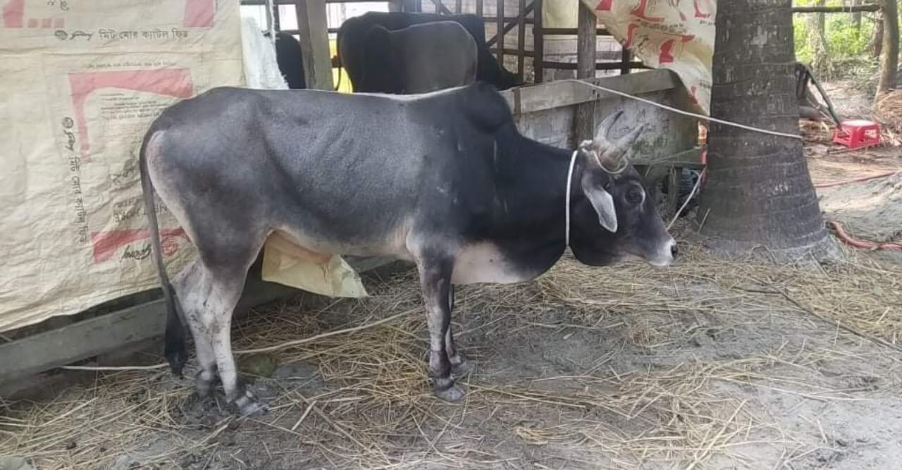 পাথরঘাটায় হরিণের ফাঁদ দিয়ে গরু শিকার, কসাইয়ের কাছে বিক্রি