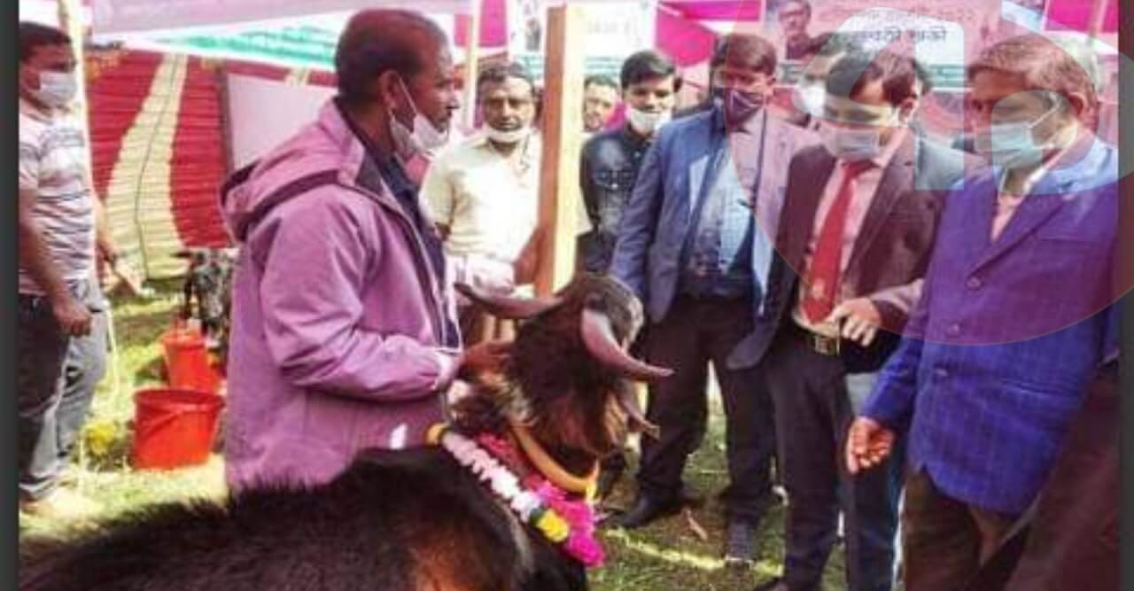 কলারোয়ায় প্রাণীসম্পদ প্রদর্শনী ও পুরস্কার বিতরণী