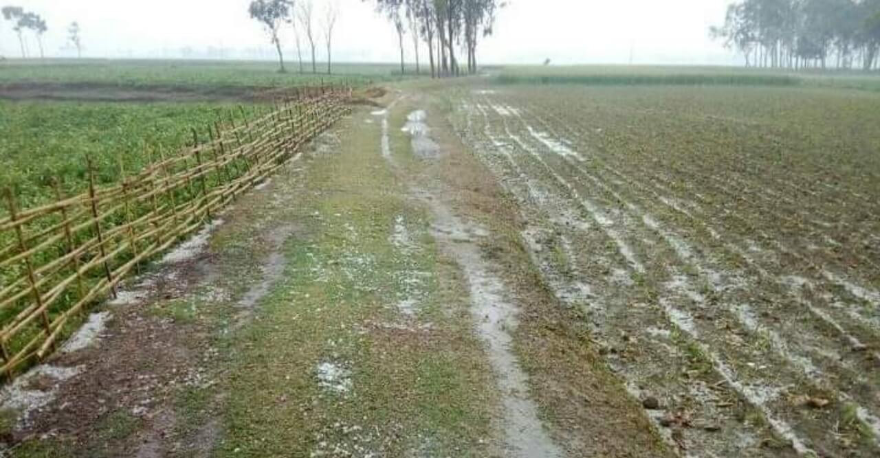 ঠাকুরগাঁওয়ে শিলাবৃষ্টি, রবি ফসলের ক্ষতির শঙ্কা