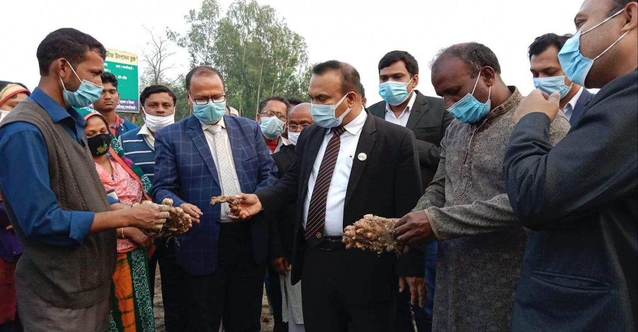 হাতীবান্ধায় কৃষি বিভাগের সহায়তায় আদা চাষে কৃষকের মুখে হাসি