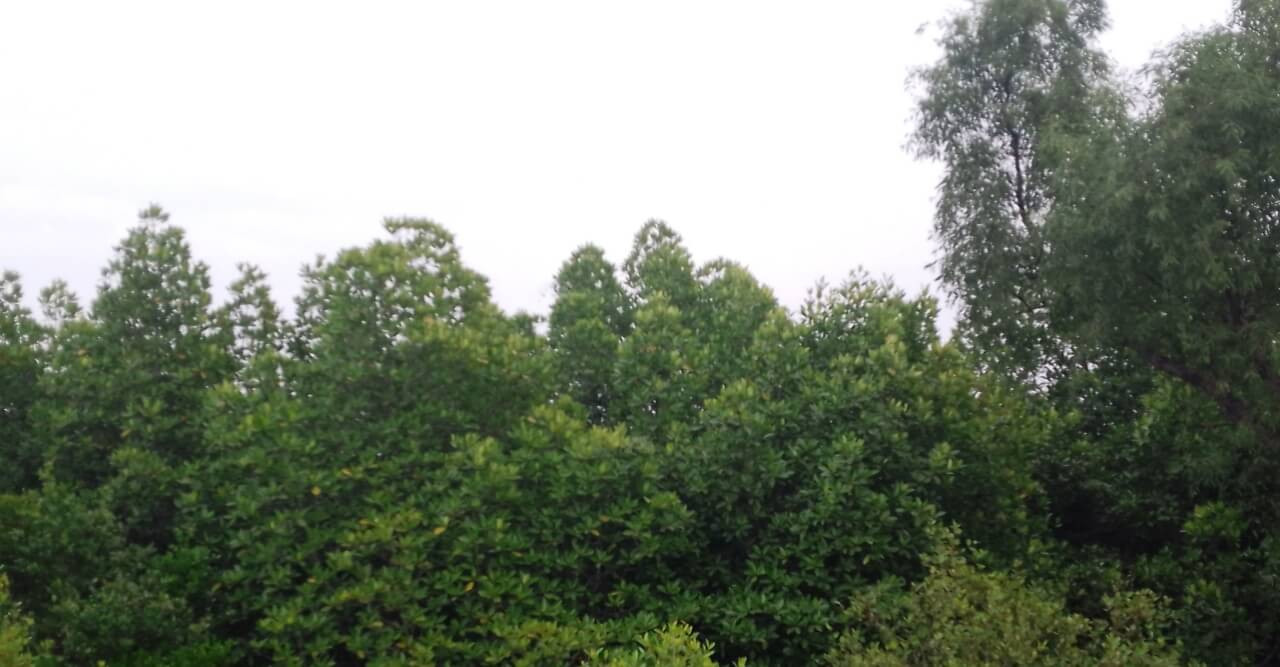 সুন্দরবনে রাজস্ব দ্বিগুণ হওয়ায়,বিপাকে বনজীবী- পর্যটক