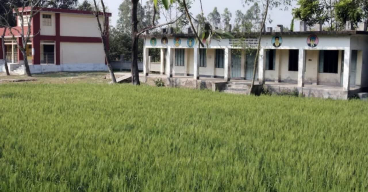 সীমানা প্রাচীর ঘেরা বিদ্যালয়ের মাঠে গম চাষ