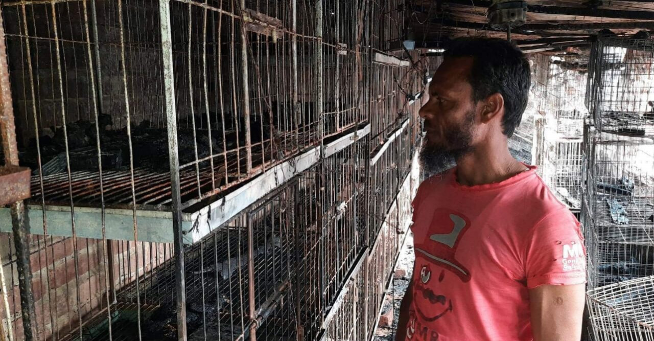 সাপাহারে ১৫লক্ষাধিক টাকার কবুতর পুড়ে ভষ্মিভুত