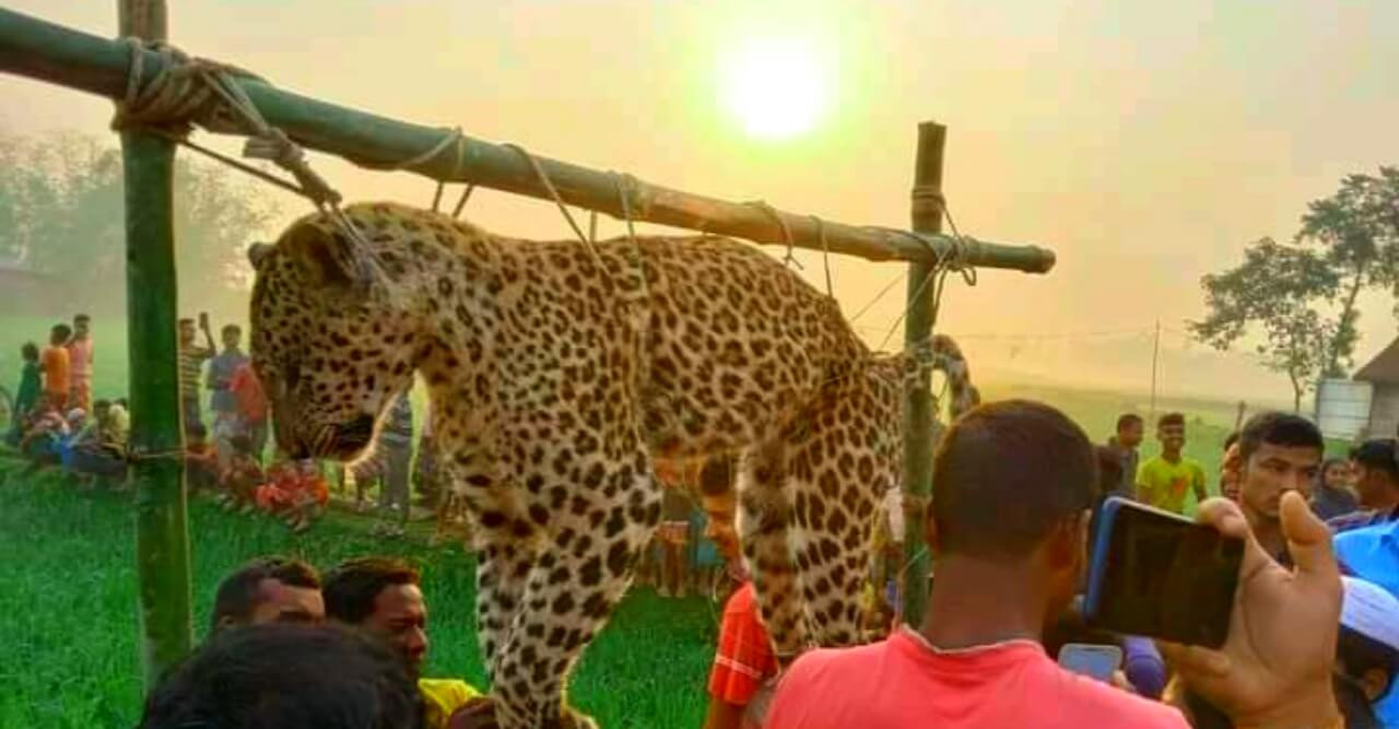 মুরগির ফার্মে ধরা পরল চিতাবাঘ, এলাকাজুড়ে বাঘ আতঙ্ক বিরাজ