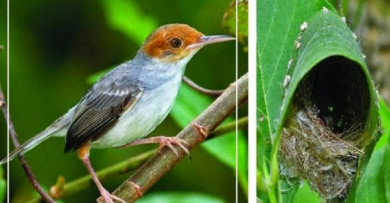 দেখা মেলছে না টুনটুনি পাখি,বিলুপ্ত প্রায় উপকূলীয় অঞ্চলে