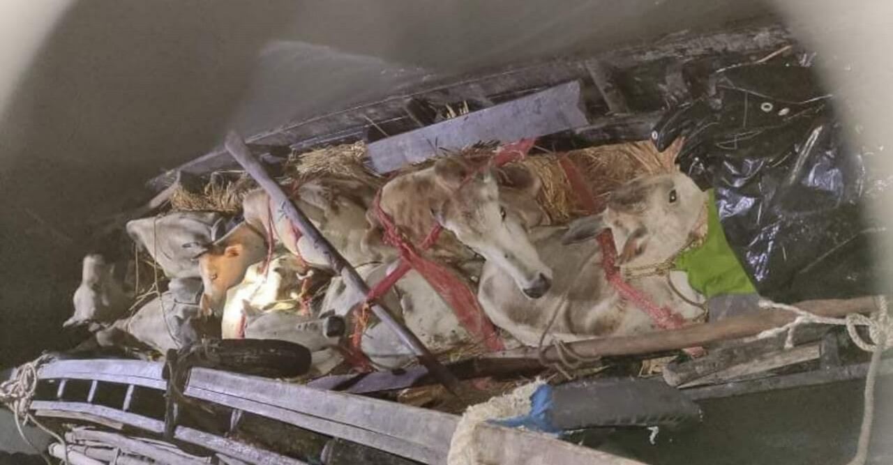 কৈখালী সীমান্তে চোরাকারবারীররা ফের বেপরোয়া গরুর সাথে আসছে মাদক