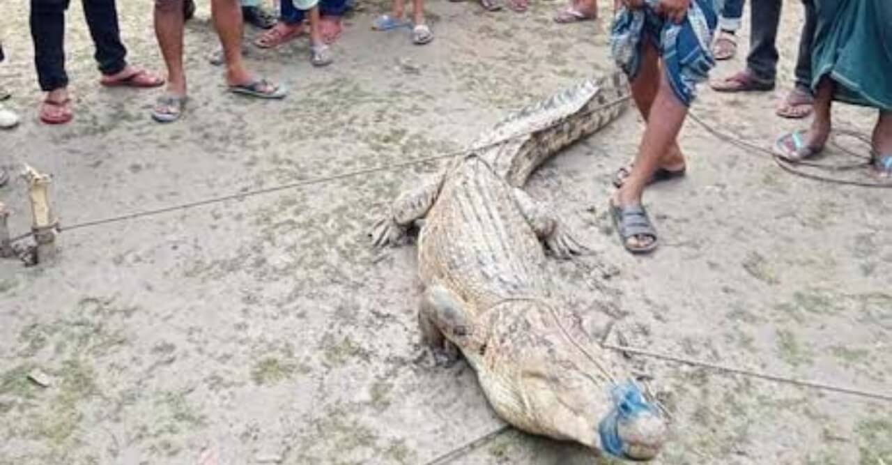 রামপালে পুকুর থেকে হাসঁ খুজতে বেরিয়ে এলো কুমির বাগের