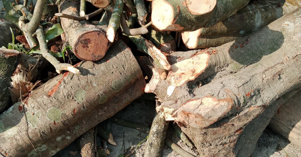 নড়াইলের কালিয়ায় প্রভাবশালী কর্তৃক সরকারী গাছ কাটা হচ্ছে