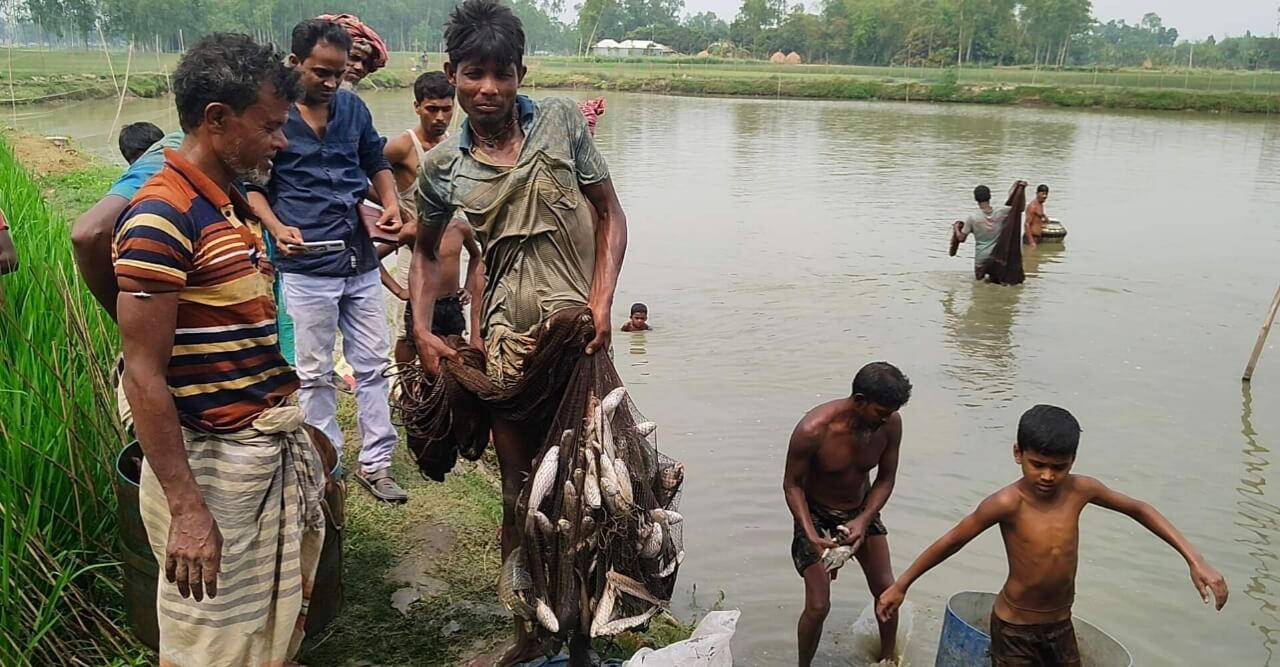 পুকুরে বিষ দিয়ে ২০লাখ টাকার মাছ নিধন, এ কেমন শত্রুতা!