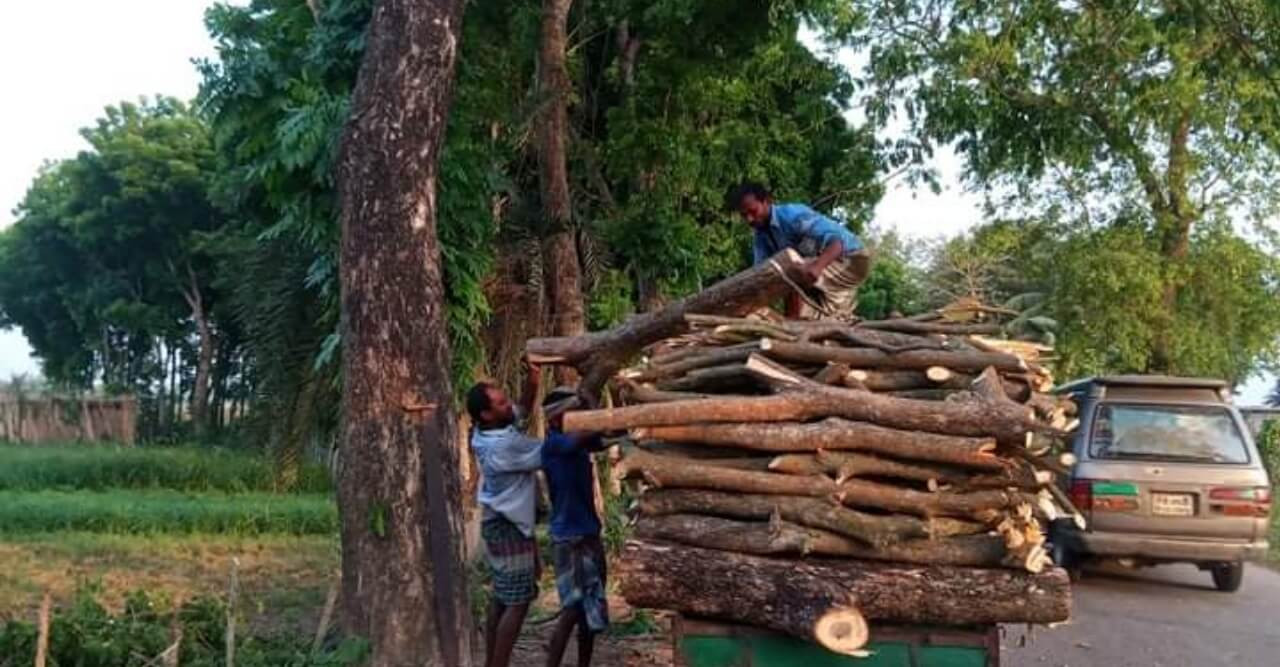 হরিণাকুণ্ডুতে প্রধান সড়কের গাছ কর্তন