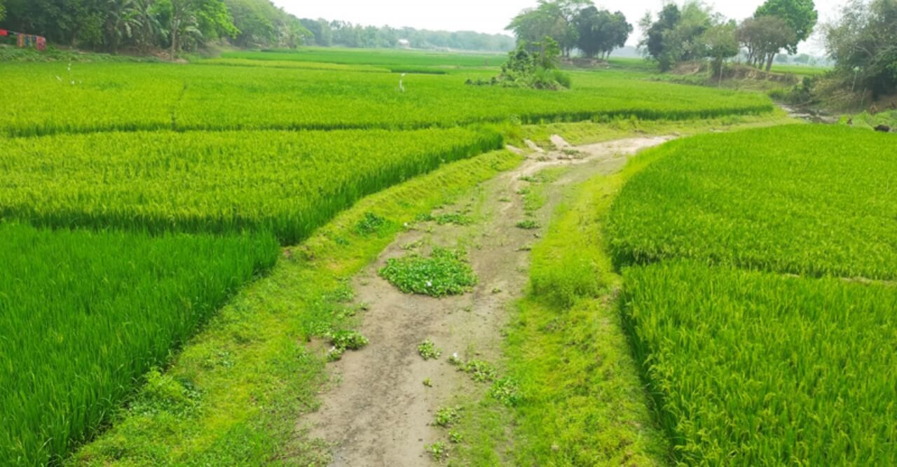 গৌরীপুর ধান চাষের জমির নাম সুরিয়া!