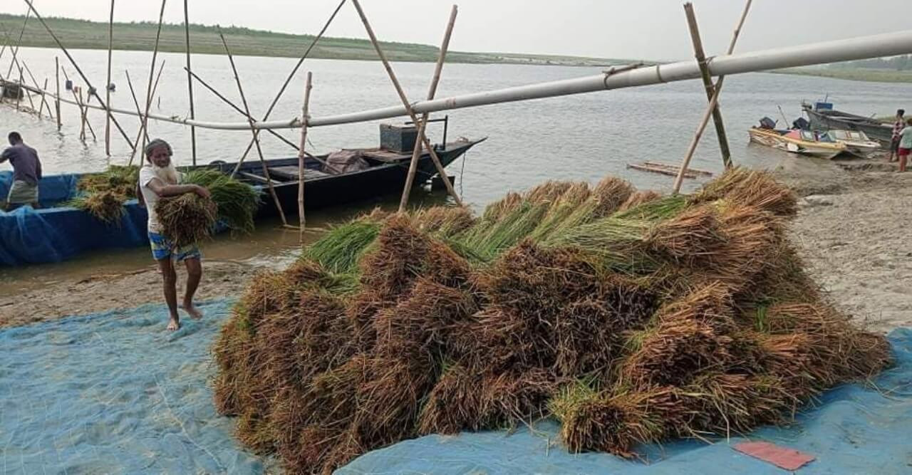 যমুনাসহ ৪ নদীর পানি বৃদ্ধি অব্যাহত, ডুবে গেছে সাড়ে ৭০০ বিঘা জমির বোরো ধান