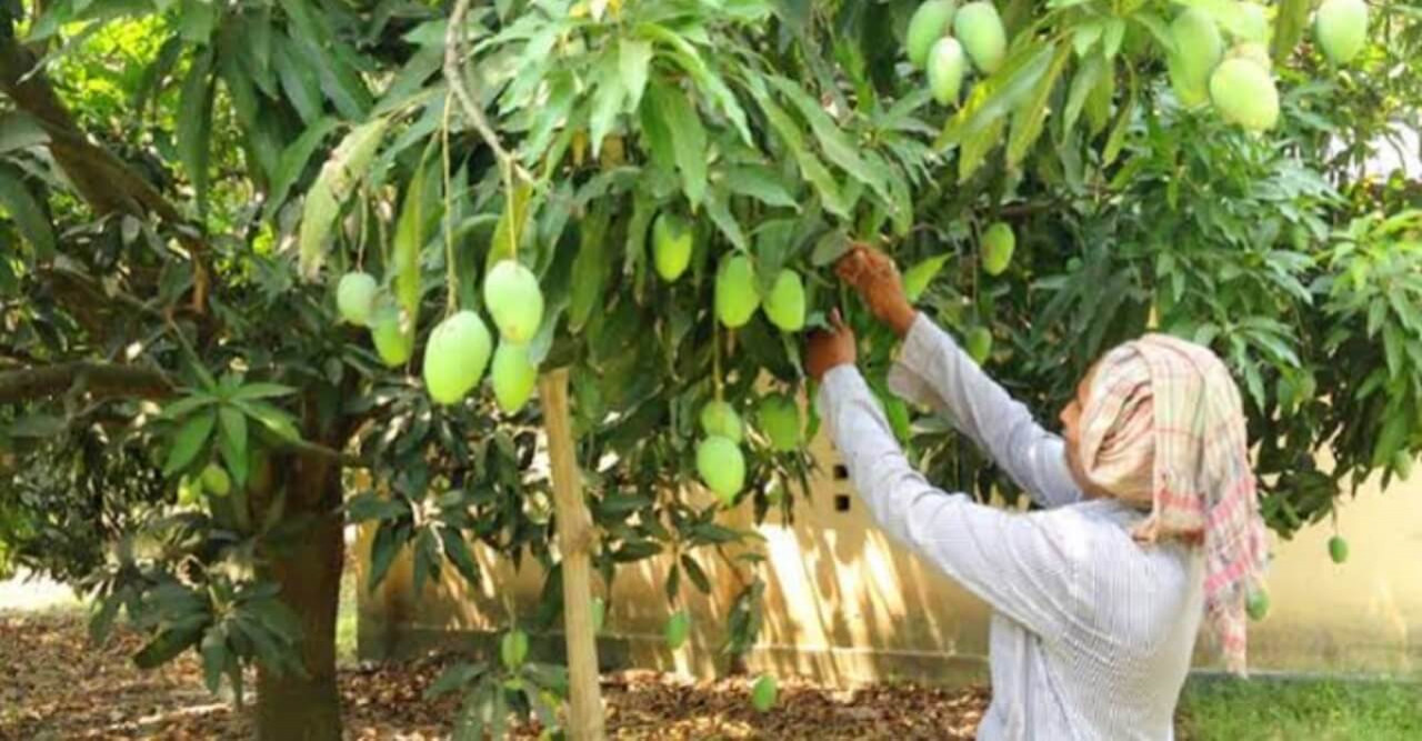 আমের ফলন নিয়ে শঙ্কায় চাষি