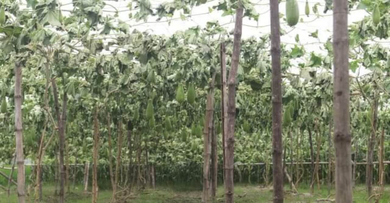 হরিপুরে লাউ গাছের সাথে এ কেমন শত্রুতা!