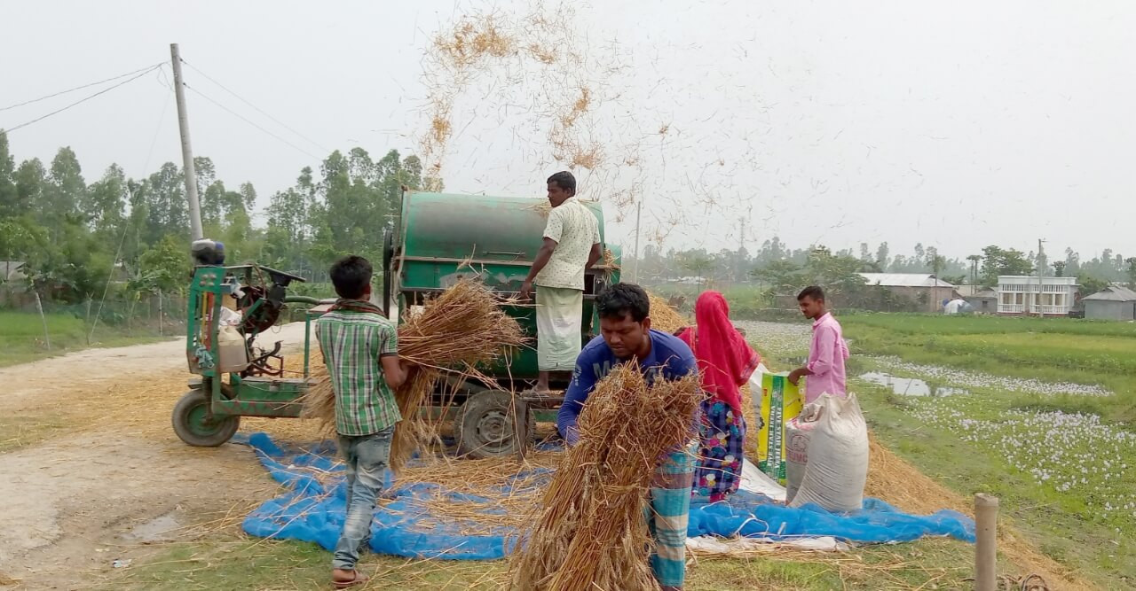 গমের বাম্পার ফলনে কৃষকের মুখে হাসি কাটা মাড়াইয়ে যন্ত্রের ব্যবহার