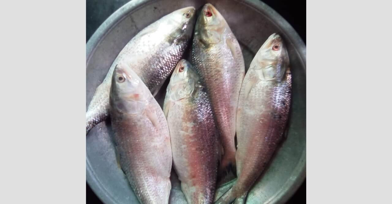 পহেলা বৈশাখে ইলিশকে ‘না’ বলি