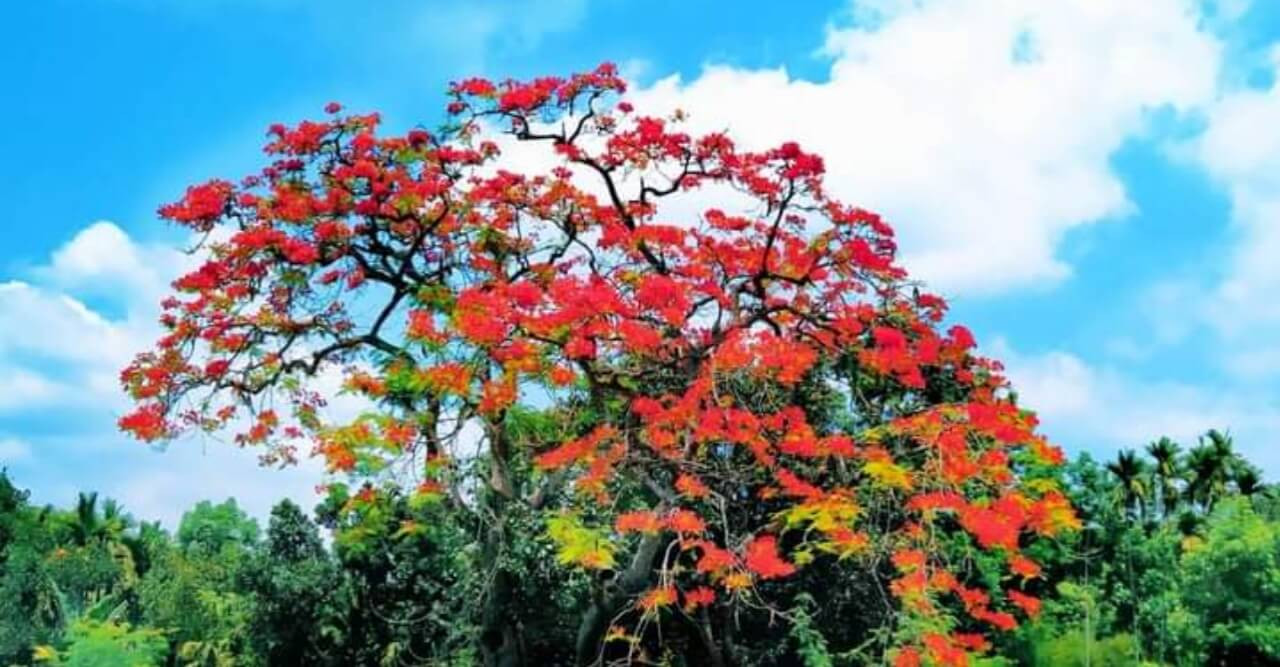 কৃষ্ণচূড়ার রঙে আগুন লেগেছে প্রকৃতিতে