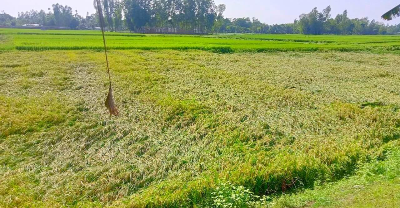 সুন্দরগঞ্জে কালবৈশাখী ঝড়ে বোরধানের ক্ষতি