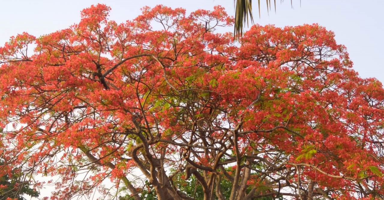 প্রকৃতিতে কৃষ্ণচূড়ার লালের ছটা