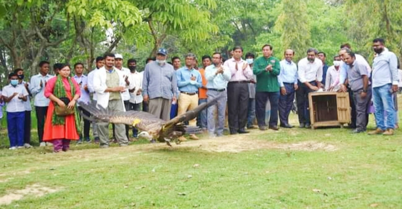 দিনাজপুর সিংড়া জাতীয় উদ্যানে পুনবার্সন কেন্দ্রে সংগৃহীত ১৯টি শুকুন অবমুক্ত